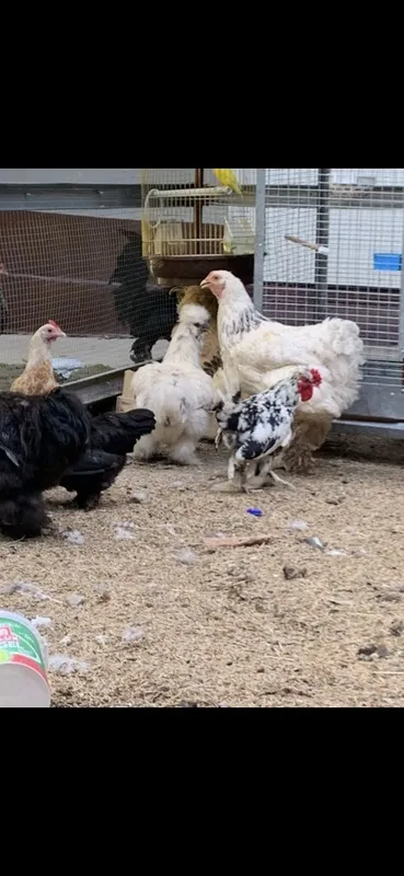 Yapon va karea parandalar 6 Yapon va karea parandalar 6