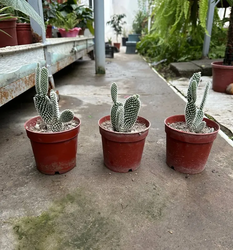 kaktus