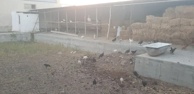 Samsun S8 kurkalar 4 Samsun S8 kurkalar 4