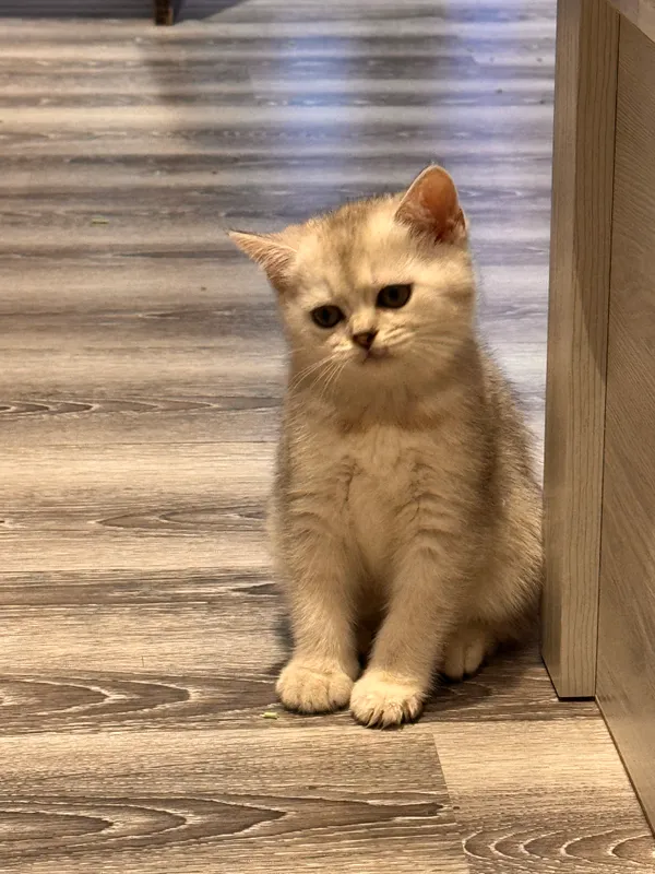 Kumush chinchilla rangli 2 oylik mushukchalar 5