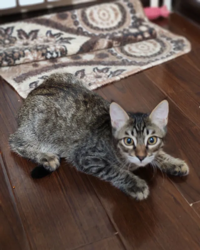 Котёнок в добрую и любящую кошек семью 4