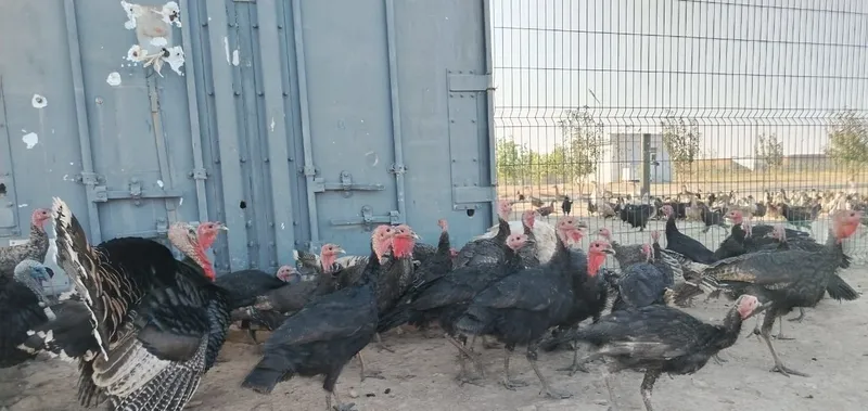 Kurkalar bor 30 ta chiqadi 2