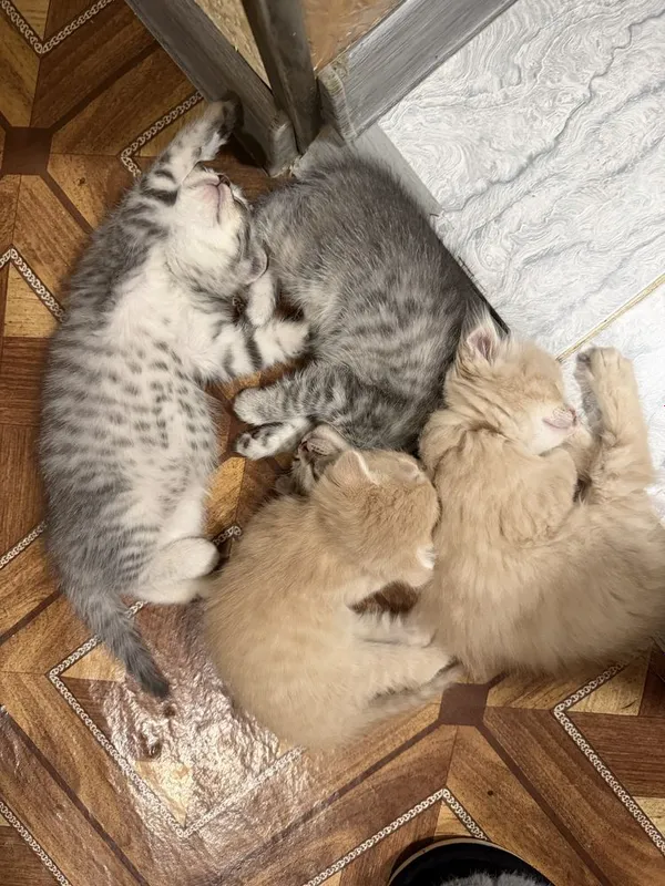 Продаются котата скотиш фолд 5 Продаются котата скотиш фолд 5
