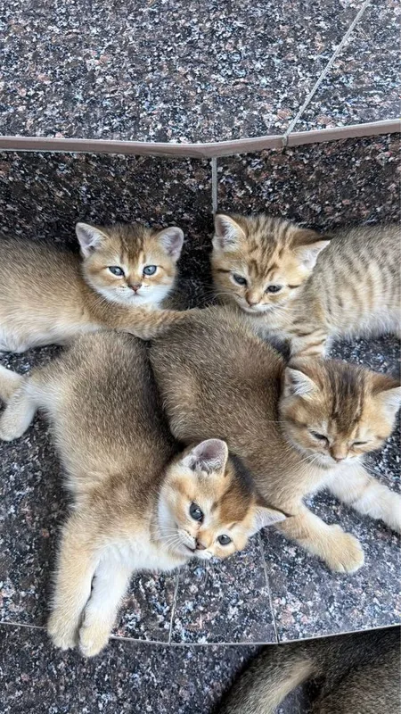Продается миленькие котята 7 Продается миленькие котята 7