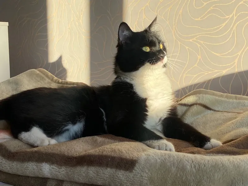 Молодой котик ищет дом — фото 2