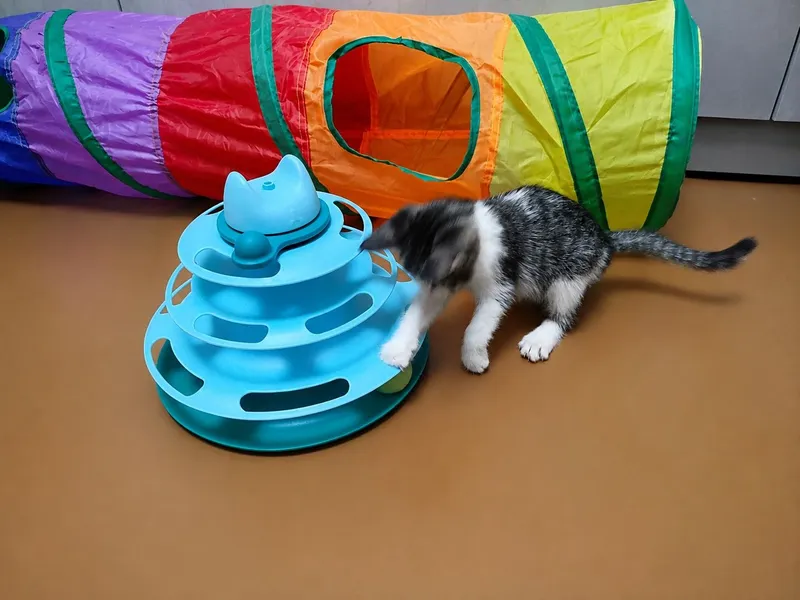 Отдаём котенка бесплатно 1 Отдаём котенка бесплатно 1