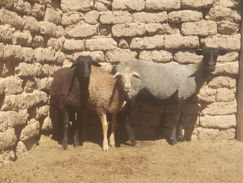 Sutdan chiqqan egiz qoʻzilar sotiladi — фото 4