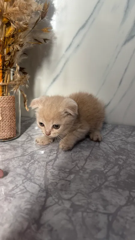Продаются породистые котята! 7 Продаются породистые котята! 7
