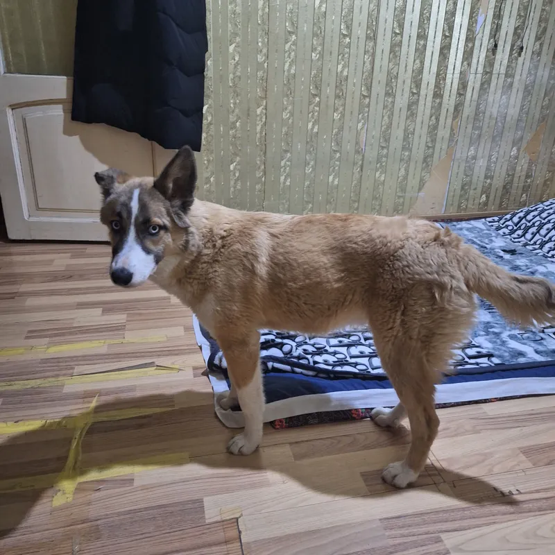 Продаётся собака 4 Продаётся собака 4