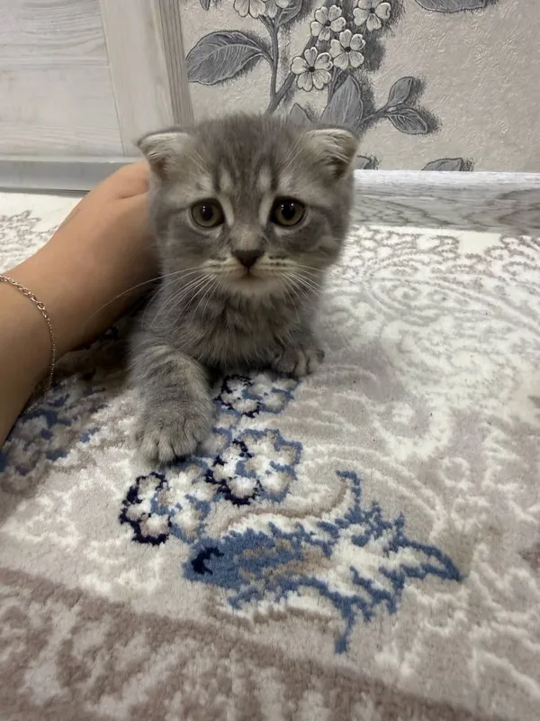 Скоттиш Фолд, 2 мальчики 3 Скоттиш Фолд, 2 мальчики 3