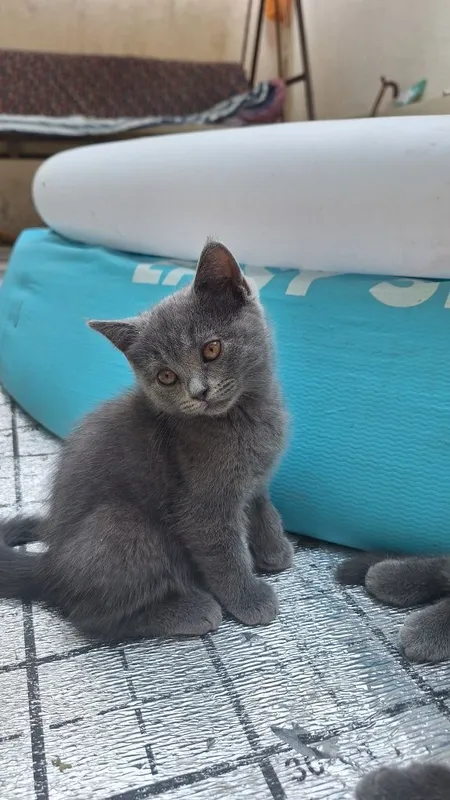 Котята мушук кошка mushuk 5