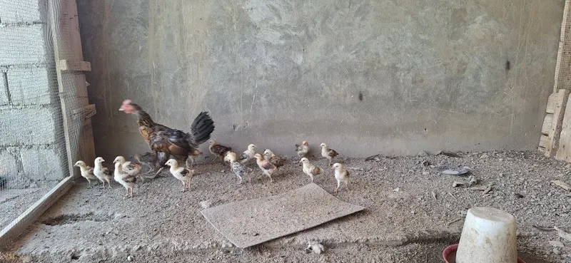 19 ta juja onasi bilan pataki 3