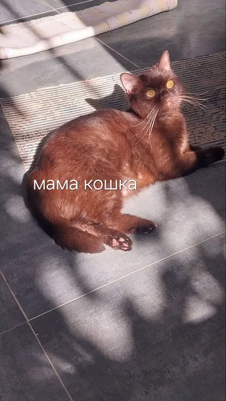 Срочно продаются котята британский чистакровные — фото 5