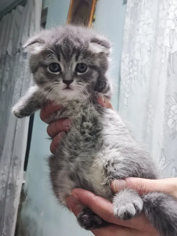 Продаются котята британские веслоухие — фото 1