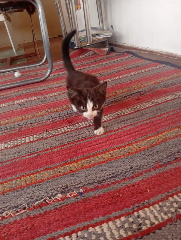 Котёнок-девочка примерно 1–2 месяца Котёнок-девочка примерно 1–2 месяца