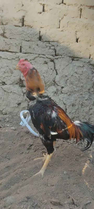 Dakan xoʻrozla sotiladi 4