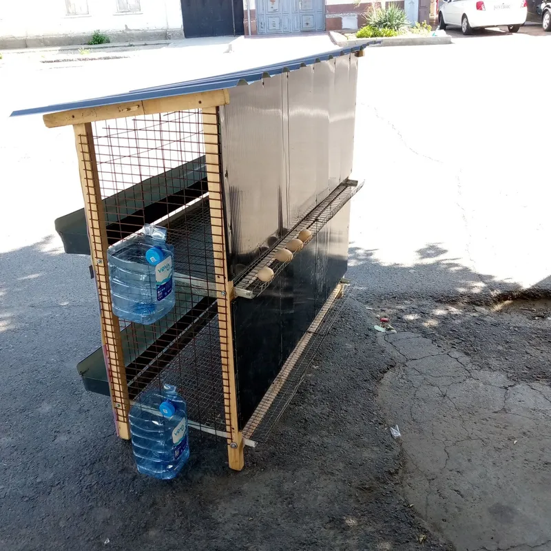 Elitni uylaga Tovuq ini 4 Elitni uylaga Tovuq ini 4