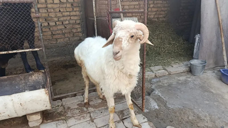 qo'chqor кучкор qo'y qurbonlikka qo'chqor. — фото 3