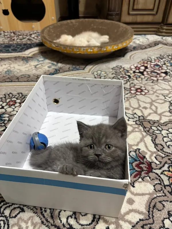 Продаются чистокровные котята Британцы. 3 Продаются чистокровные котята Британцы. 3