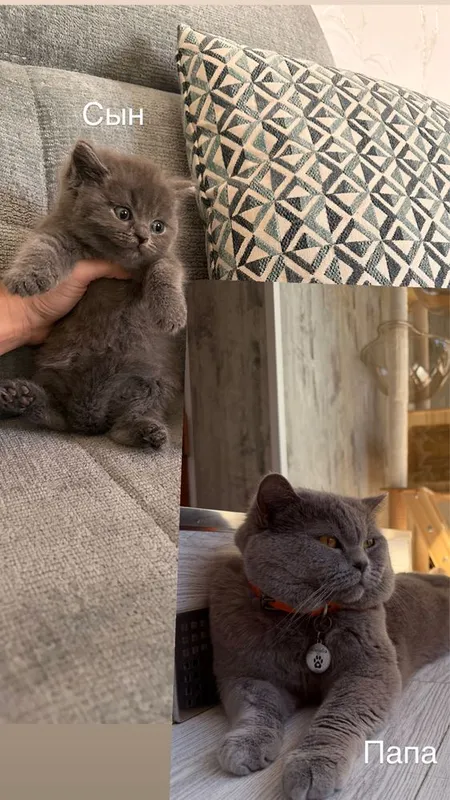 Котенок Британец — фото 1