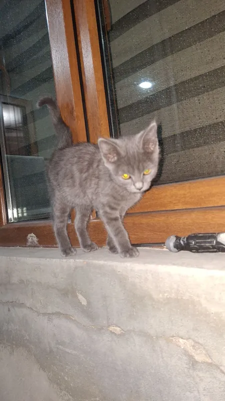 котята британский смешаный мальчик и девочка — фото 1 котята британский смешаный мальчик и девочка — фото 1