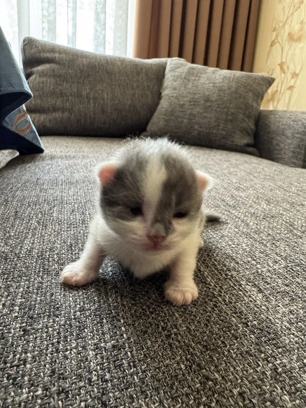 Продаются милые котята, возраст 3 недели. — фото 1