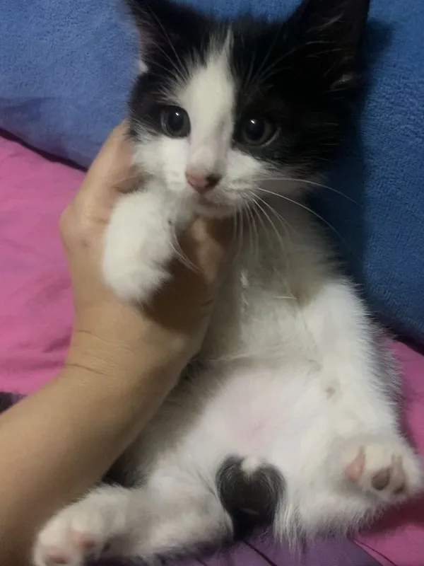 Котенок мальчик полтора месяца
