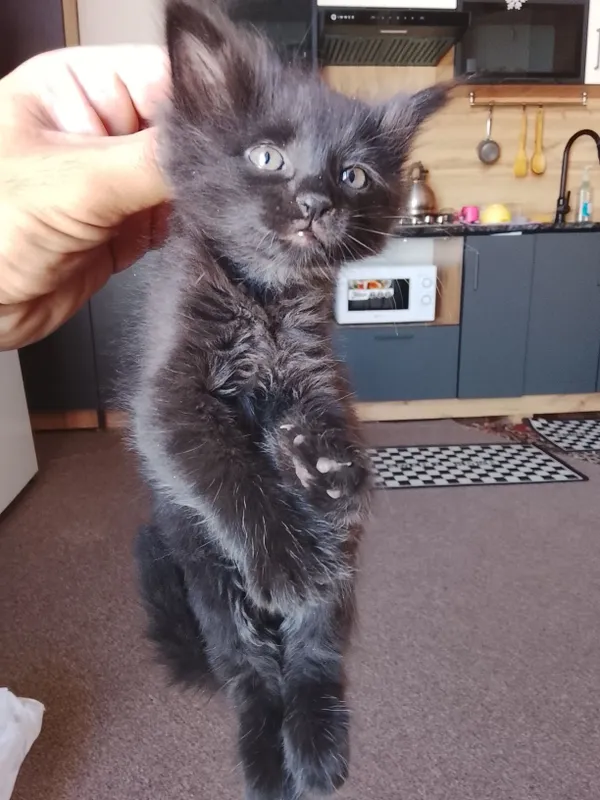 Отдам даром красивых котят 5 Отдам даром красивых котят 5