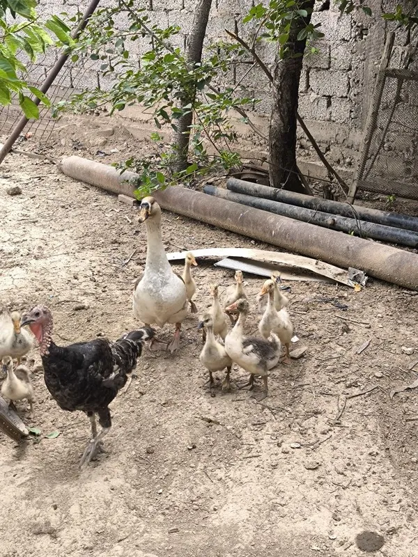 Продаются гуси, индюки, куры/ g'ozlar, tovuqlar va kurkalar 1