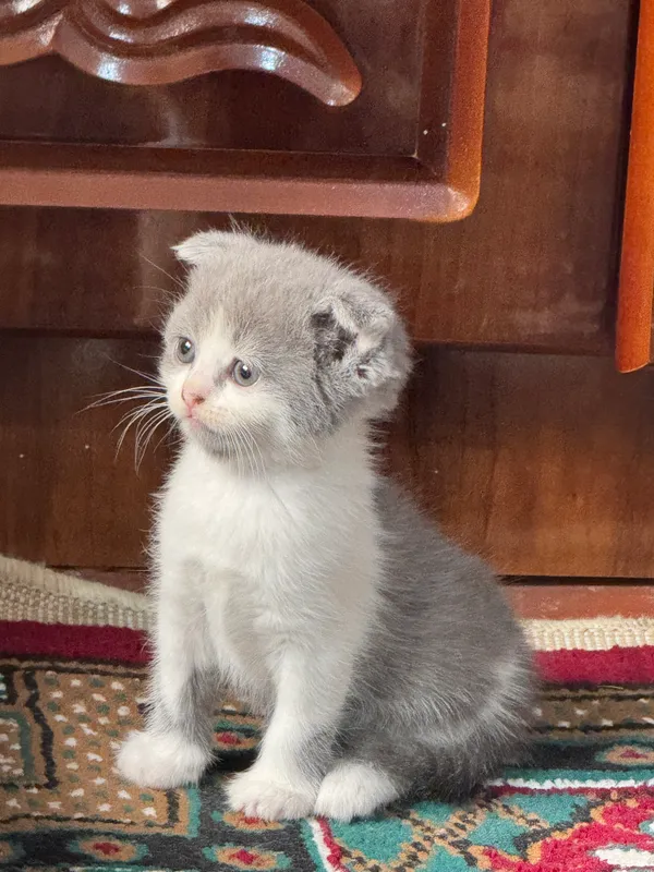 Продаются котята. 5