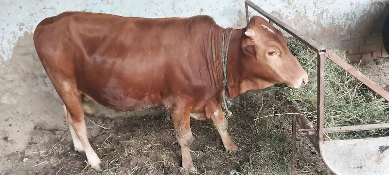 Ona bola sutlik sigirlar va hòkizlar bor — фото 4
