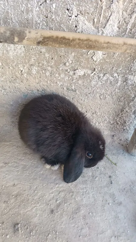 Minilop quyonchala sotiladi 1 Minilop quyonchala sotiladi 1