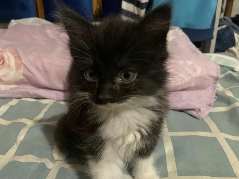 Котетя 2штук 2 месячные 3