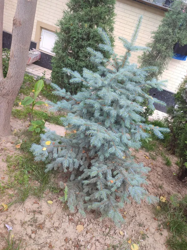 Oq archa sotilad chiroylu osgan 1 .85 boyi — фото 3