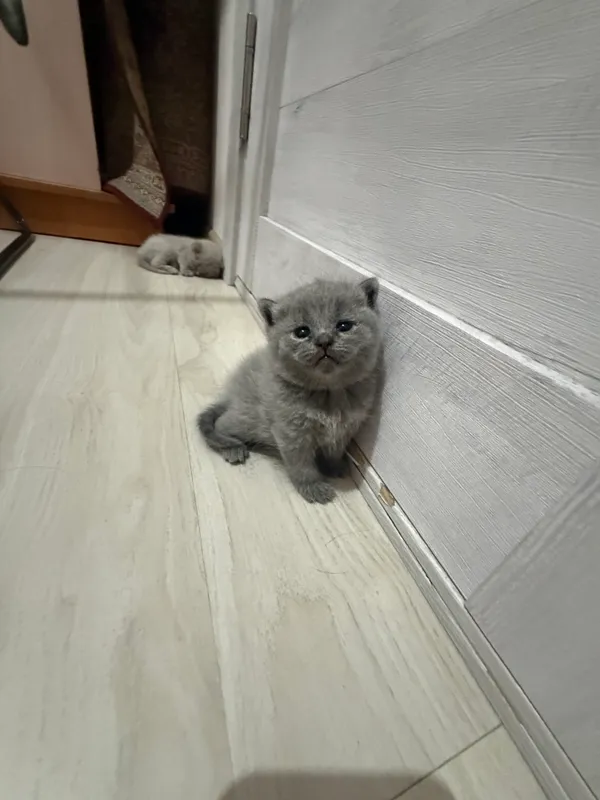 Muwuk 4