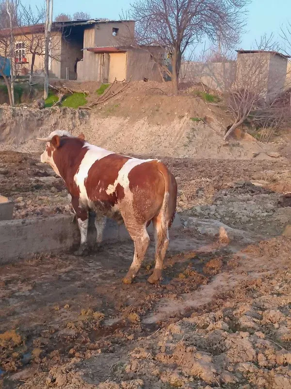 buqa smental sotiladi