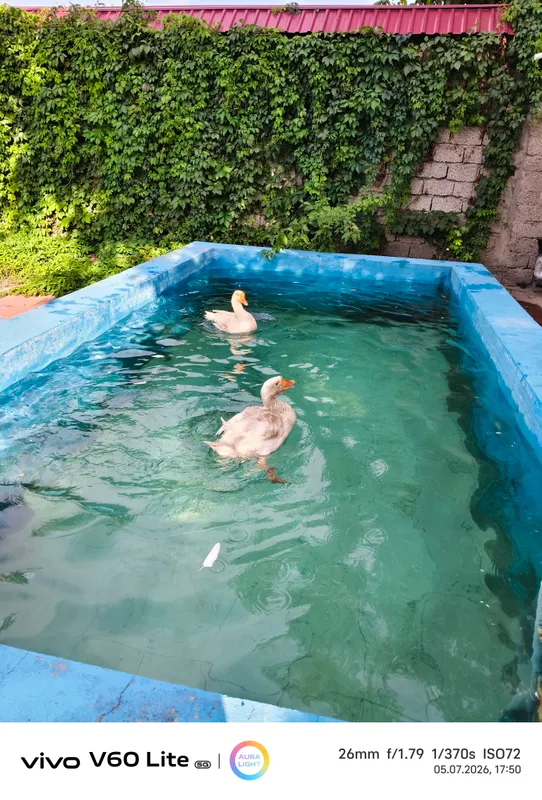 Ўрдак 🦆 сотилади. Сони иккита. Ранги оқ 1