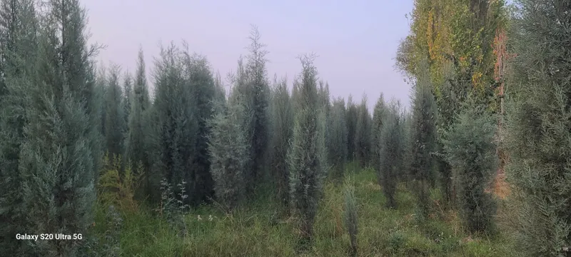 Голубой кипарис навли арчалар сотилади