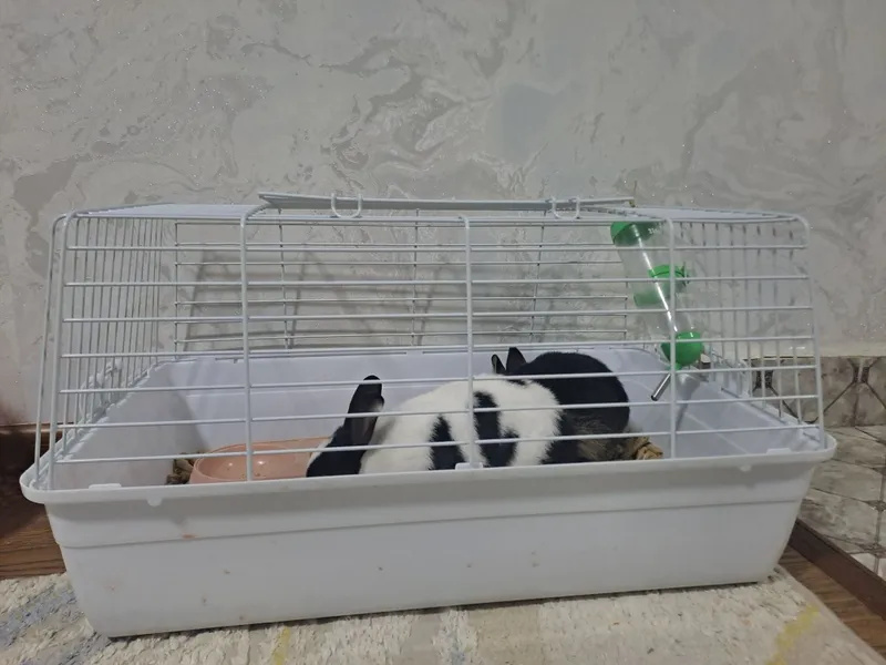 Quyinlar sotiladi zotli 5 Quyinlar sotiladi zotli 5