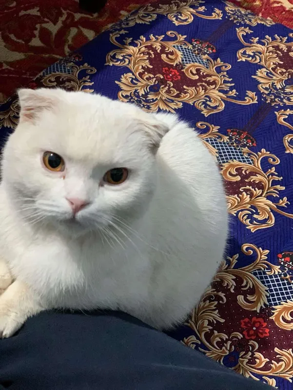 Oq scottish fold ugil bola