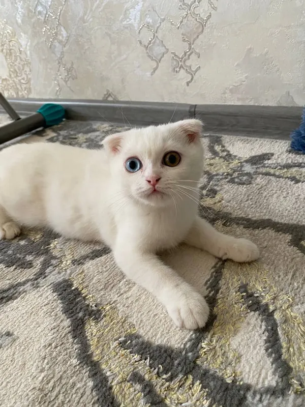 mushuk zoti Scottish Fold   3 oylik — фото 1