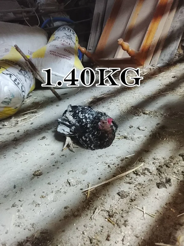 1ta xoroz va 9ta tovuq sotiladi 2 1ta xoroz va 9ta tovuq sotiladi 2