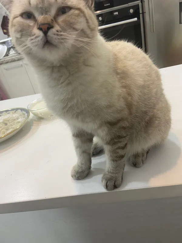 Британский кот 3 Британский кот 3
