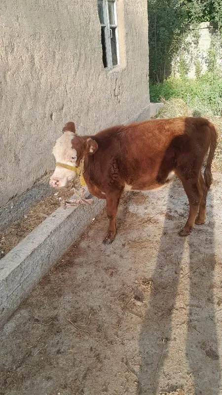 Grenfort gunojin sotladi 3 Grenfort gunojin sotladi 3