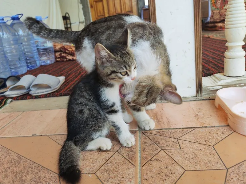 Кошка с котёнком, мать и дочь 3 Кошка с котёнком, мать и дочь 3