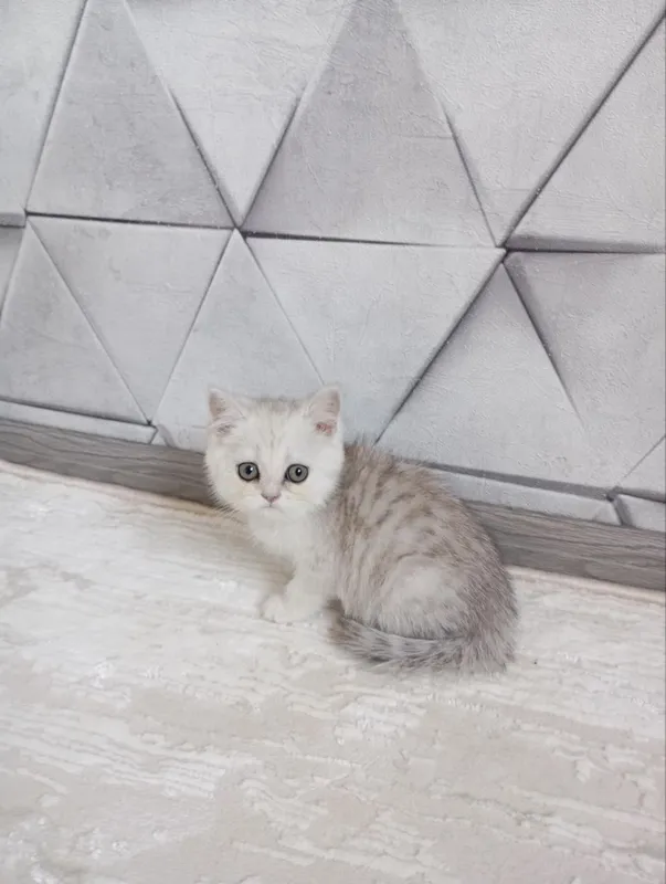 Продаю котят шиншиллы — фото 7