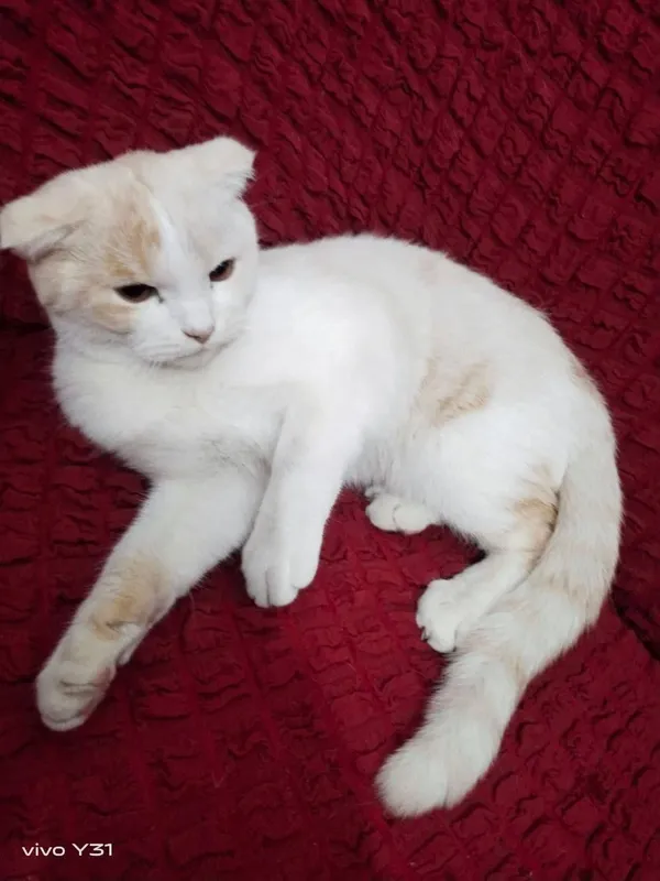 Scottish fold Narxi: 70$ 2 Scottish fold Narxi: 70$ 2