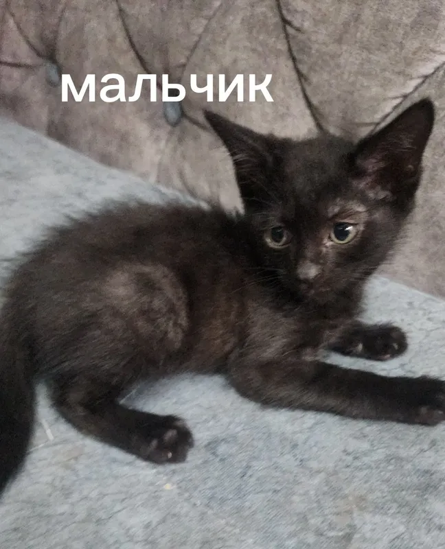 Отдам в добрые руки — фото 2
