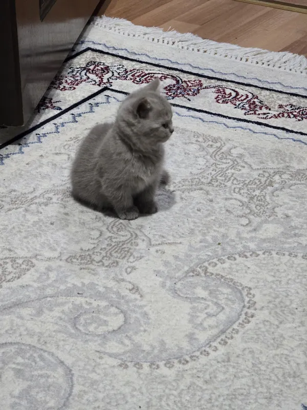 Turk angora mushuklari 2 oylik sotiladi — фото 4