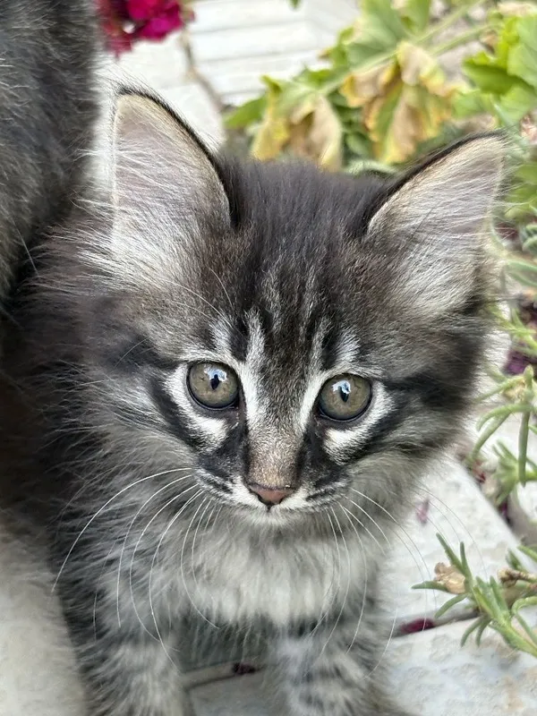 Котята в добрые руки 2 Котята в добрые руки 2